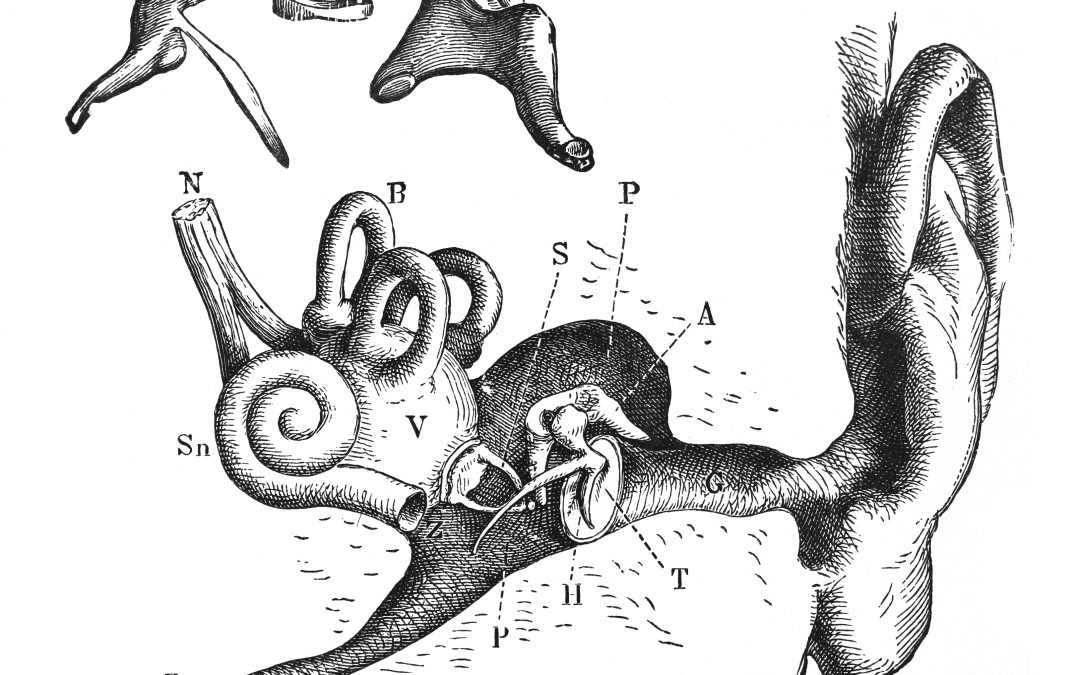 Human ear with hearing bones - Vintage engraved illustration isolated on white background stock illustration